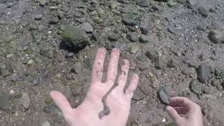 How to Find Bloodworms amp Sandworms  Catching Fluke with Gulp Mullet [upl. by Burkhart681]