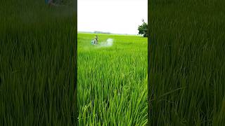 Paddy insecticide fungicide spray dhan jamuna 804 day 75 paddycultivation shorts paddy [upl. by Inalaehak]