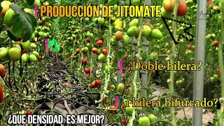 Tomate de cascara en invernadero  Tecnología Q [upl. by Renaxela]