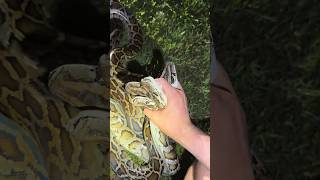 Catching a whole lot of pythons evergladespythoncrazywildlifesnakeyoutubeviral [upl. by Airym]