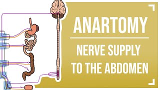 Nerve Supply to the Abdomen [upl. by Eiramnerual]