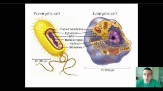 Protein Synthesis Prokaryotes vs Eukaryotes [upl. by Malina677]