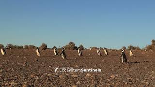 315 minutes of Magellanic penguins walking across a berm in Punta Tombo Argentina [upl. by Eelarat267]