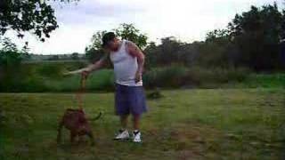 Pitbull Training Video  Dogs [upl. by Underwood842]