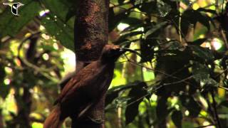 Blackbilled Sicklebill [upl. by Matta]