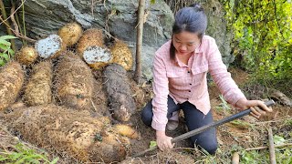 A bountiful day Harvesting potatoes to sell at the market cooking  rural life [upl. by Amata]