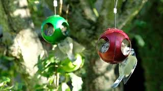 Grumpy Garden Fatball Xmas Baubles [upl. by Rihana]