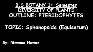 Sphenopsida Equisetum by Rizwana Nawaz [upl. by Ensoll183]