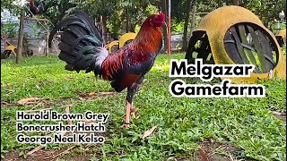 Melgazar Gamefarm Harold Brown Grey Bonecrusher Hatch George Neal Kelso [upl. by Aisya]