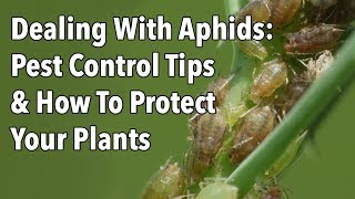 Dealing With Aphids Pest Control Tips amp How To Protect Your Plants [upl. by Gale]