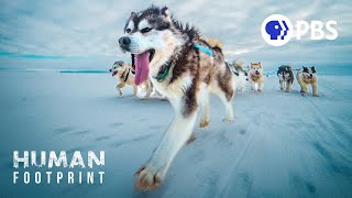 Sled Dogs The Most Extreme Distance Athletes on Earth [upl. by Xymenes]