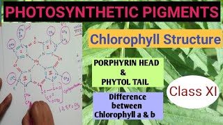 Photosynthetic pigmentsChlorophyll Structure Difference between Chlorophyll a and b chlorophyll [upl. by Ahtibbat]