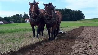 Pferdegespann beim Pflügen  Ein Tag im Juli [upl. by Anasus435]