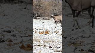 Oryx at Etosha National Park Namibia [upl. by Fesoy]