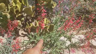 Differences between Penstemon centhranthifolius and Penstemon eatonii [upl. by Huckaby]