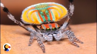 Peacock Spider Dances To Save His Life  The Dodo [upl. by Nageam539]