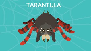 Tarantula video for kids  Are tarantulas harmful to humans  Learn Tarantula facts [upl. by Osnofedli753]