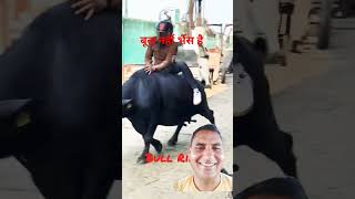 बूल नहीं भैंस हैshortsviraltradingbullyoutubeshortsshortsvideo bull fights pbr bull riding [upl. by Lahsiv96]