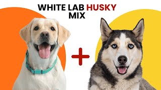 White Lab Husky Mix Breed Information [upl. by Vudimir548]