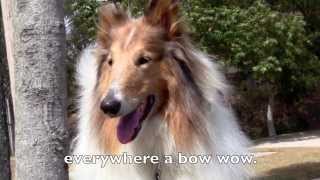 Old MacDonald Had A Farm Song 2  Singalong with Lyrics  Real Animals amp Lassie Dog [upl. by Daph]