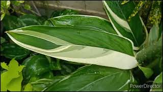 Variegated Arrow Root Maranta Arundinacea plant about to go in dormancy Do not worry [upl. by Yentuoc959]