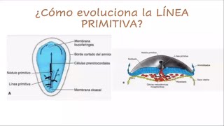 Embriología general tercera semana repaso [upl. by Arihk]