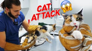 CANIMIZA OKUDU 😱 Kedi Saldırısı Bu Kez Fena Faka Bastık 🤕  cat attack  TheVet [upl. by Trygve310]