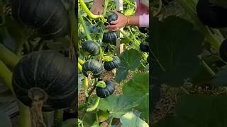 New technique for growing pumpkin plant pumpkin garden farming viral short shorts [upl. by Brighton]