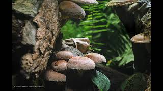 Shiitake Mushroom Growing Timelaspe  椎茸 66 [upl. by Hugon]