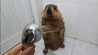 marmot favorite standing shower time [upl. by Meli298]