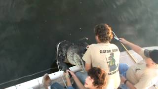 Florida alligator hunt 122quot [upl. by Koziarz631]