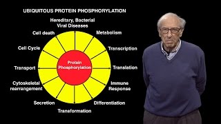 Edmond Fischer U Washington Reversible Protein Phosphorylation as a Regulatory Mechanism [upl. by Meri]