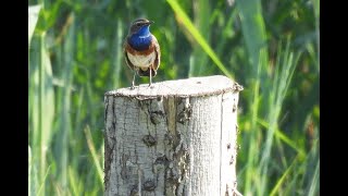 White spotted Bluethroat  WWT Slimbridge Glos 16062023 [upl. by Neerbas]