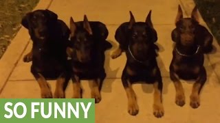 Unbelievably obedient Dobermans demonstrate vast array of skills [upl. by Eycats]