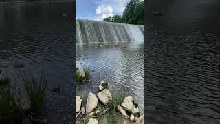 Birds On Canonsburg Lake PA [upl. by Idahs]