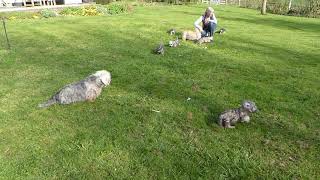 Dandie Dinmont Terrier puppies [upl. by Emmi]