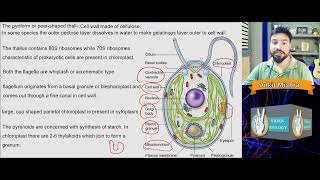 Chlamydomonas  Structure Reproduction Life cycle [upl. by Howie]