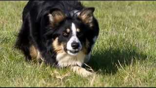 Border Collie en apprentissage au troupeau [upl. by Langley845]