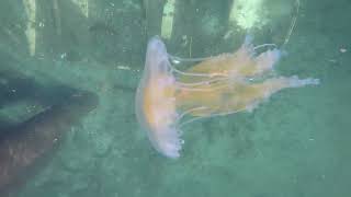 Four types of Jellies seen in Porpoise Bay  Sechelt BC 042124 [upl. by Mihar]