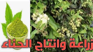 شجرة الحناء Lawsonia Inermis  الزراعة  الاستخلاص  الاستخدام [upl. by Eanyl]