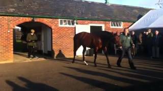 Lanwades Stallion Parade [upl. by Neal]