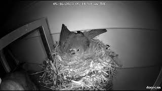 Cowbird attacks finch to lay egg [upl. by Adiv]