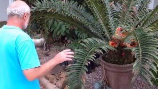 How to transplant Cycads and Suckers Update [upl. by Leamsi997]