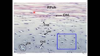 cartilage histology [upl. by Leunad]