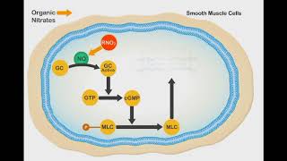 Nitric Oxide Vasodilation animation video [upl. by Edas]