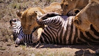 Serengeti Pride of lions hunting and killing zebras 4 KUHD [upl. by Goto]