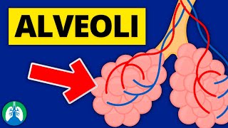 Alveoli Medical Definition  Quick Explainer Video [upl. by Aydin]