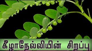 Phyllanthus niruri medicinal uses  கீழாநேல்லியின் மருத்துவகுணம் [upl. by Siramed]