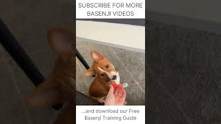 Basenji Says quotNOquot 🐕 Basenji Dog Training 🐕 How to train your Basenji Puppies Free Guide [upl. by Cochrane546]