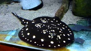 Potamotrygon Leopoldi Leopoldi Stingray [upl. by Mccallion]